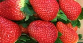 Ја ћу продати јагоду, увозити из Шпаније, лепо, свеже,