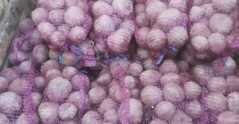 5. Ще продам сорта Боро от цвекло; 10т; 4