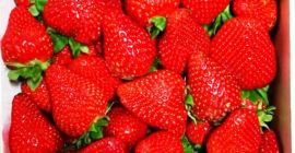 Fragola, spagnola, carina, fresca. Pick-up a Grójec o su