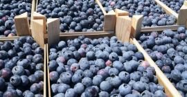 Afine, proaspătă, gustoasă, groasă, drăguță, cutie de 2 kg,