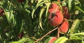 Мы предлагаем персики 22s, 24s, 26s, 28s и плоские