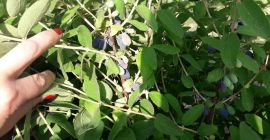 Здравейте, продавам плодове от плодове Камчатка, сортове Воджтек и