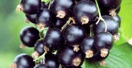 I will sell fresh and healthy blackcurrant fruit of