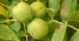 Comprerò 6 tonnellate di noce verde, dimensioni fino a