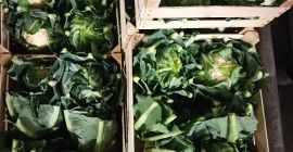 Ich werde Blumenkohl, Polnisch, schön, frisch, 48 Kartons, 8