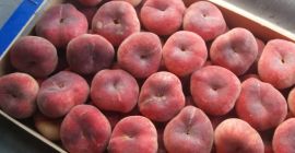 Vindem piersic plat - paraguay, import, frumos, proaspat, gustos,