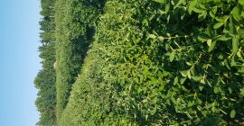 Добро утро, ще продам плодовете на плодовете на Камчатка