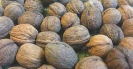 Vendiamo noci dall&#39;Ucraina. Possiamo mettere il dado nel guscio