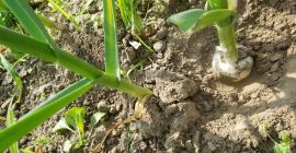 Beautiful Polish garlic Harnaś winter variety 12tys heads, grown