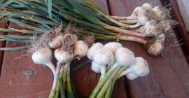 Ladies and gentlemen, I sell garlic Harnaś sorted, loose,