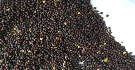 Voi vinde cereale RZEPAK * Țara de origine -