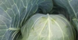 Здраво, продам млади купус око 2 кг
