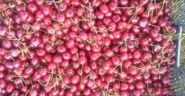 Ich muss eine große Anzahl von Kirschen der Sorte