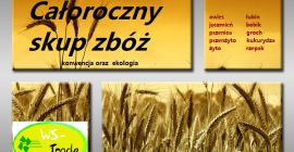 Voi cumpăra cereale convenționale și ecologice: secară, triticale, ovăz,
