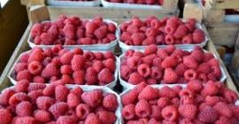 Himbeeren gesammelt für 500g Karton,