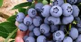 Începând cu luna iulie, încep să vând Blueberry 200