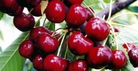 Willkommen beim Verkauf Ich habe Kirschen interessierte Leute bitte