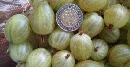 Buna ziua. Voi vinde fructe de coacăze. Fructe drăguțe,