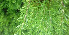 Featured image of post Simple Way to Rosemary Price Per Kg Philippines