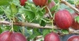 Vindem fructe de padure pentru presare de aproximativ 15t.