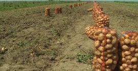 Продајемо нови кромпир за производњу 2020., осигуравамо континуитет током