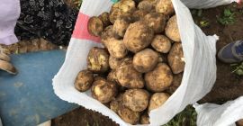 Neue Kartoffeln