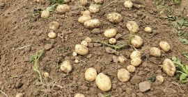 Картофель высокого качества, в больших количествах, подробнее на 0727515286