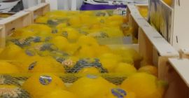 A TERRÁKOK NYITVA !!!! LEMON FOR HORECA !!!!! Citrom