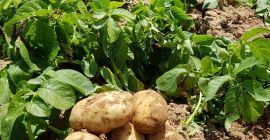 Компанија са дугогодишњим искуством у индустрији воћа и поврћа