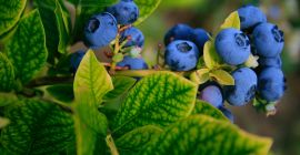 Veszek és eljutok egy vevőhöz a Łódźi vajdaságban. Nagyobb