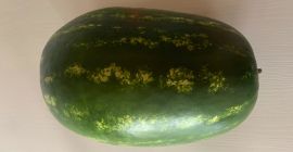 Ще продам Диня, калибър 4-15 кг, клас I. На