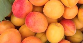 Fresh apricots from Moldova