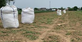 Кромпир који се продаје на БигБаговима. Свакодневно можемо понудити
