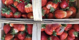 I will sell strawberries, preferably to Katowice