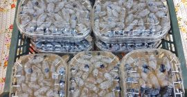 Venderò bacche di Kamchatka dal mio frutteto. Varietà di