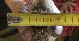 Фиолетовый чеснок диаметром 7, свежий в этом году без