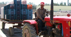 Мы также можем поставить вам свежие и сушеные помидоры.