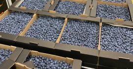 Stiamo offrendo mirtilli in tali imballaggi: - 3 kg