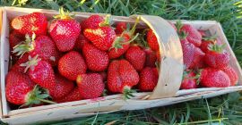 for sale organic strawberries, from a farm that has
