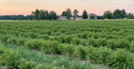 Biologische Landwirtschaft. TÜV Rheinland Zertifikat. Forschung zur Ansicht verfügbar.