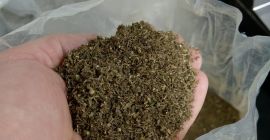 около 5 тона съцветие от органичен канабис Sativa L
