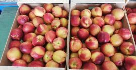 Прямые поставки персиков из Греции! Сезон начинается. УСЛОВИЯ ПОСТАВКИ