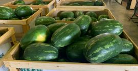 Direkte Lieferung von Wassermelonen und Melonen aus Griechenland! Wir