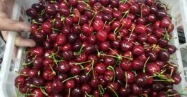 Direkte Lieferung von Kirschen aus Griechenland! Die Saison beginnt.