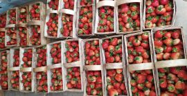 Ще продавам пресни, вкусни ягоди. Договорена цена. Телефонен номер: