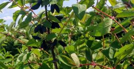 Ciao, venderò bacche fresche di Kamchatka. Raccolta manuale o