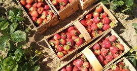 Ще продавам хубави и големи ягоди, сортове румба и