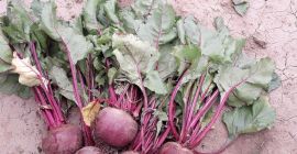 Продајем црвену репу, у количини од 15 тона