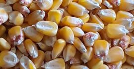 Алсхамс компанија за општи увоз и извоз нудимо за