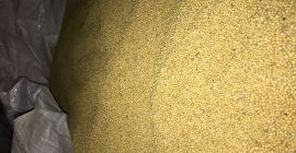 purity 99% 2019 Mustard Mail shamaninae97@gmail.com